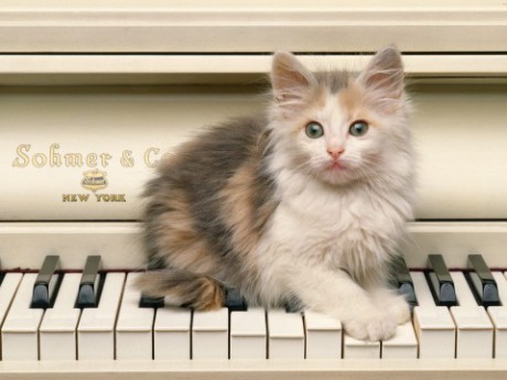 kočička na pianě.jpg