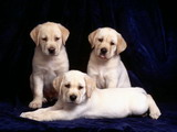 labradori_stenatka.jpg