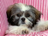 shih-tzu.jpg